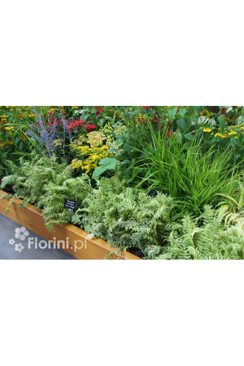 Wielosił 'Snow and Sapphires' Polemonium