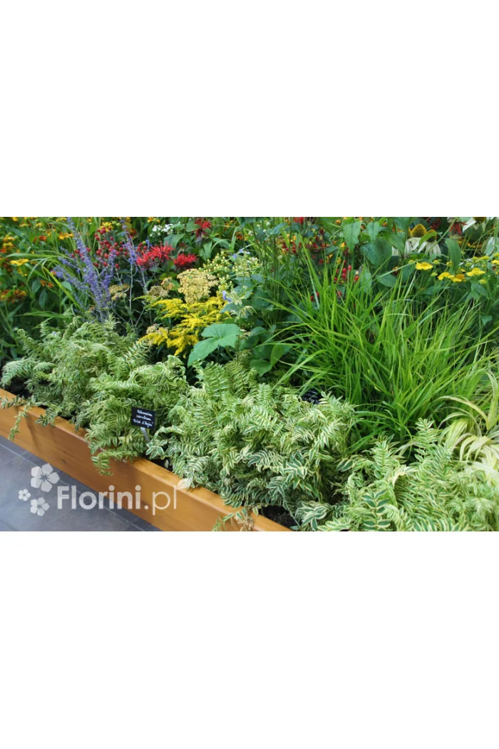 Wielosił 'Snow and Sapphires' Polemonium