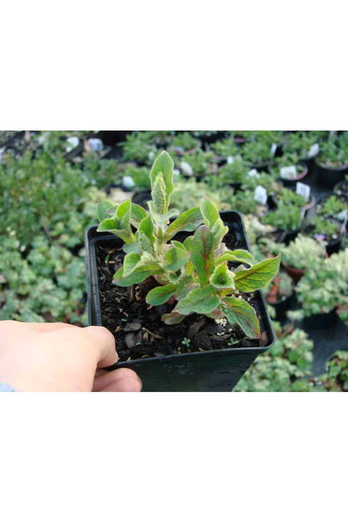 Triosteum himalajskie Triosteum himalayanum