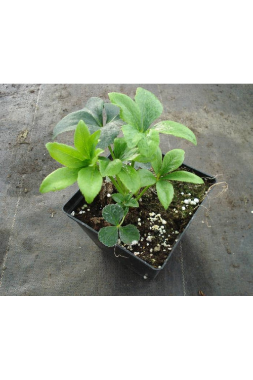 Ciemiernik orientalny Helleborus orientalis