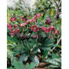 Ciemiernik orientalny Helleborus orientalis