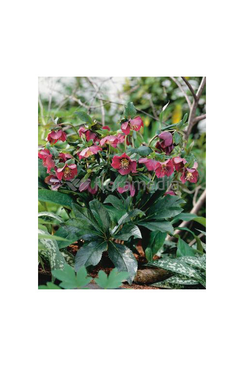 Ciemiernik orientalny Helleborus orientalis