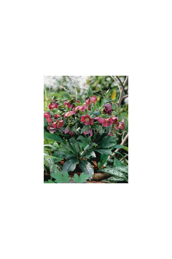 Ciemiernik orientalny Helleborus orientalis