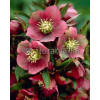 Ciemiernik orientalny Helleborus orientalis