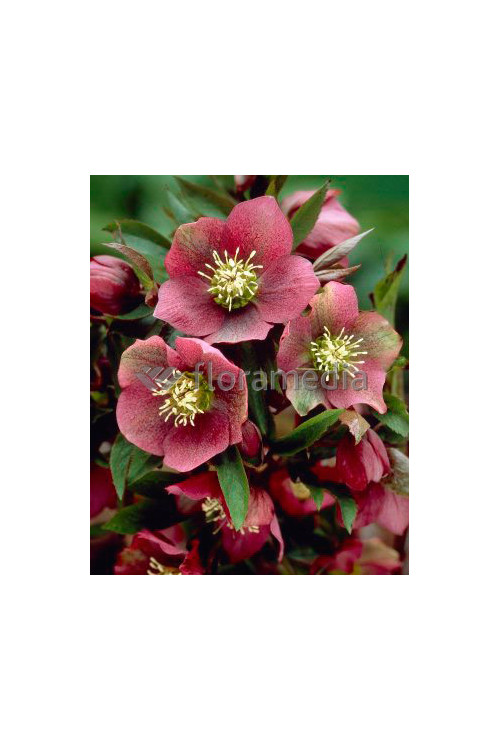 Ciemiernik orientalny Helleborus orientalis