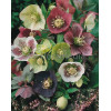Ciemiernik orientalny Helleborus orientalis