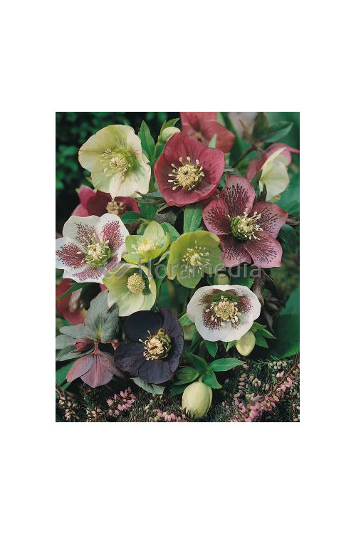 Ciemiernik orientalny Helleborus orientalis