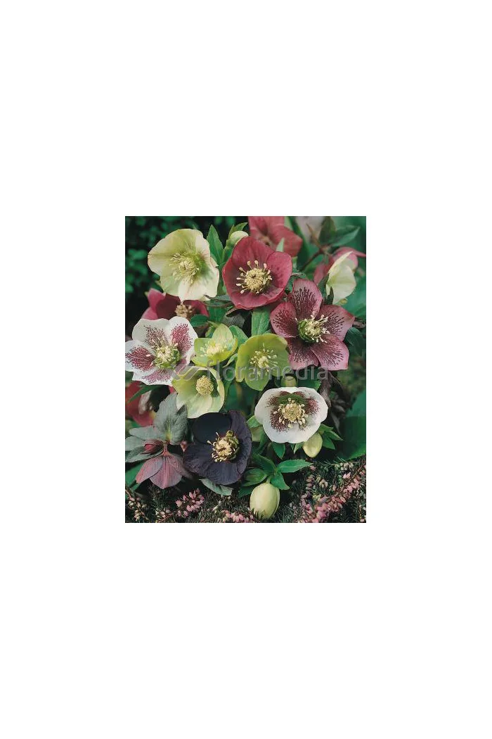 Ciemiernik orientalny Helleborus orientalis