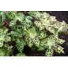 Stopowiec 'Spotty Dotty' Podophyllum