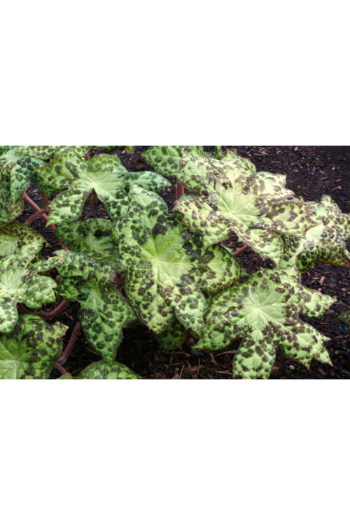 Stopowiec 'Spotty Dotty' Podophyllum
