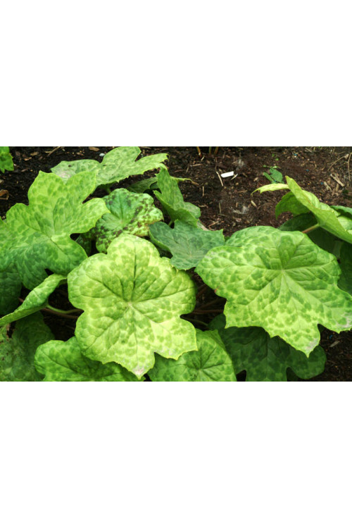 Stopowiec 'Spotty Dotty' Podophyllum
