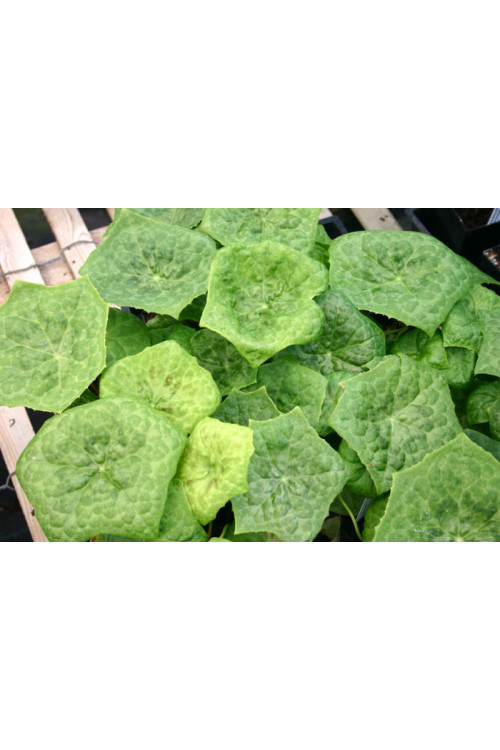 Stopowiec 'Spotty Dotty' Podophyllum