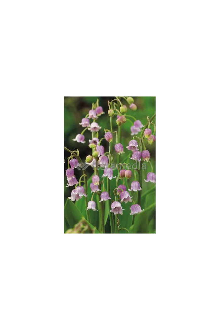 Konwalia majowa 'Rosea' | Convallara majalis