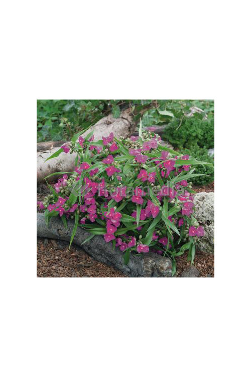 Trzykrotka wirginijska 'Satin Doll' Tradescantia