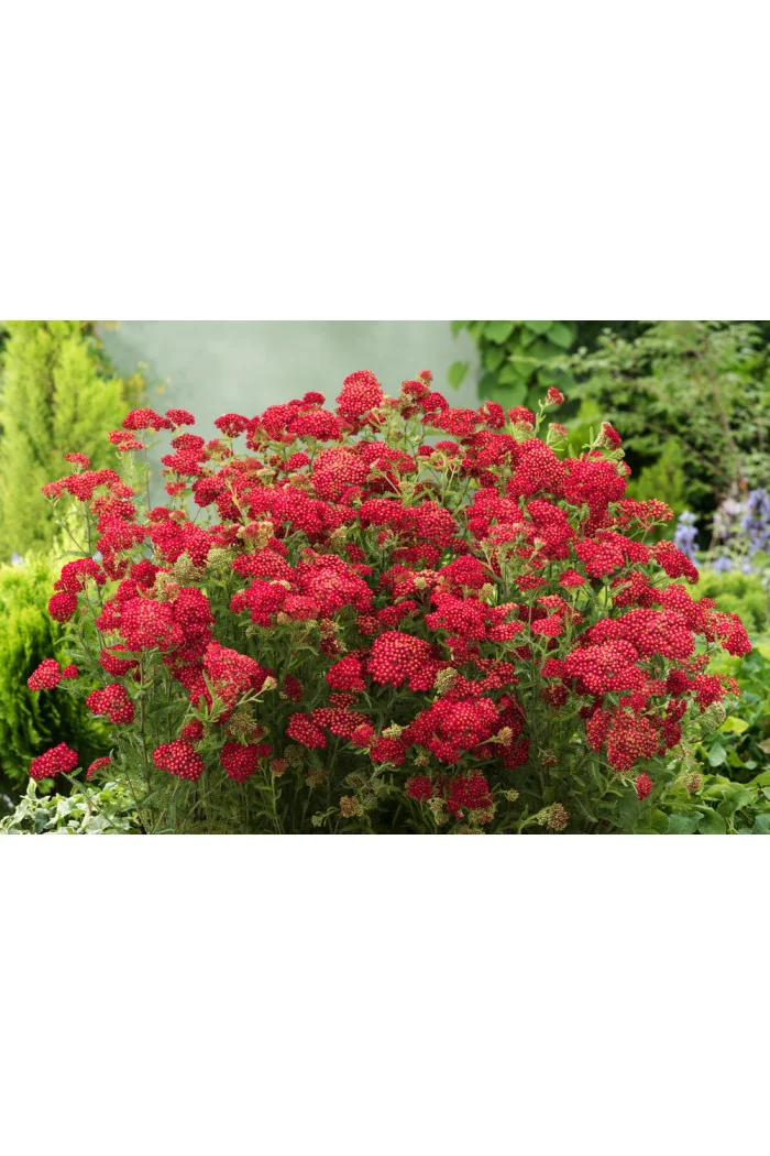 Krwawnik pospolity 'Paprika' | Achillea millefolia