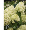 Hortensja bukietowa 'Limelight' | Hydrangea paniculata