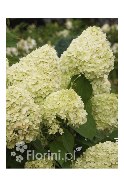 Hortensja bukietowa 'Limelight' | Hydrangea paniculata