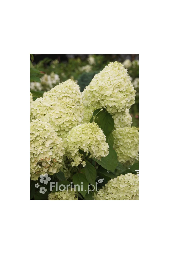 Hortensja bukietowa 'Limelight' | Hydrangea paniculata