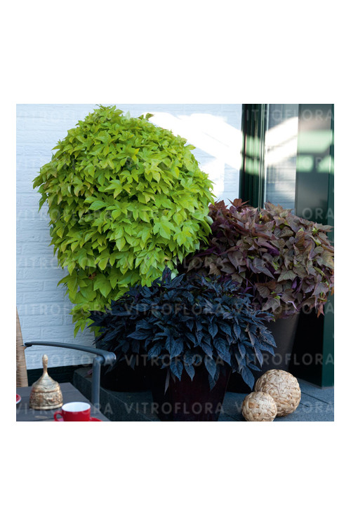 Ipomea ‘Bright Ideas Lime’ div class'lat' Ipomea /div