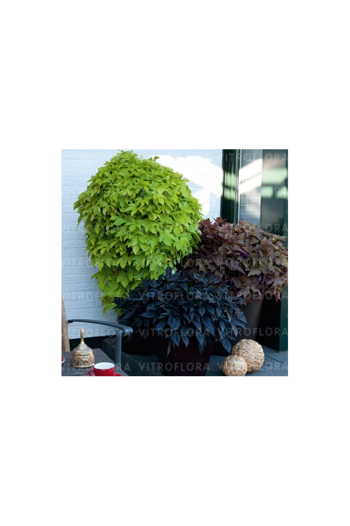 Ipomea ‘Bright Ideas Lime’ div class'lat' Ipomea /div