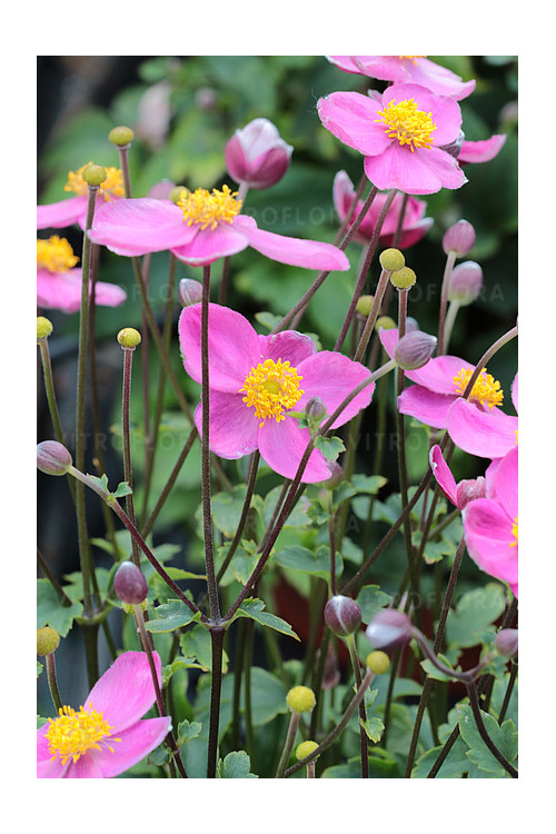 Zawilec japoński 'Little Breeze Kiss' | Anemone japonica