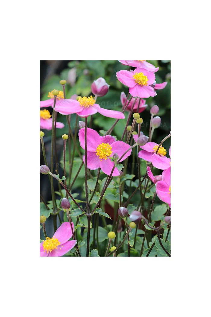 Zawilec japoński 'Little Breeze Kiss' | Anemone japonica