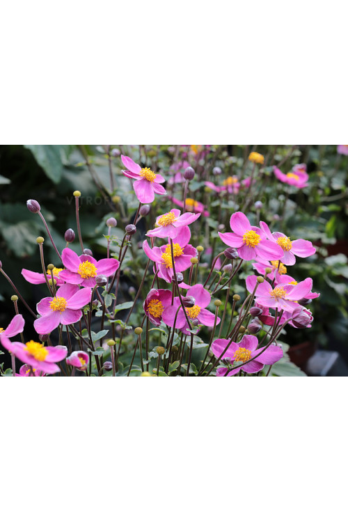 Zawilec japoński 'Little Breeze Kiss' | Anemone japonica