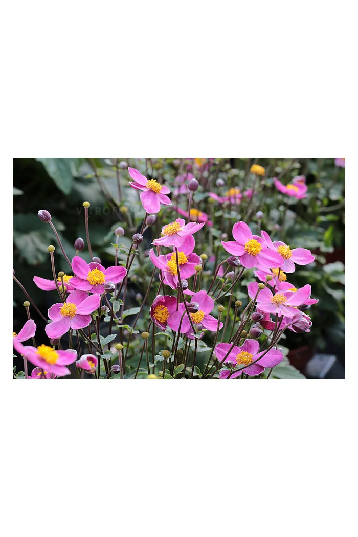Zawilec japoński 'Little Breeze Kiss' | Anemone japonica