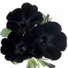 Sweetunia 'Black Mamba' div class'lat' Sweetunia /div