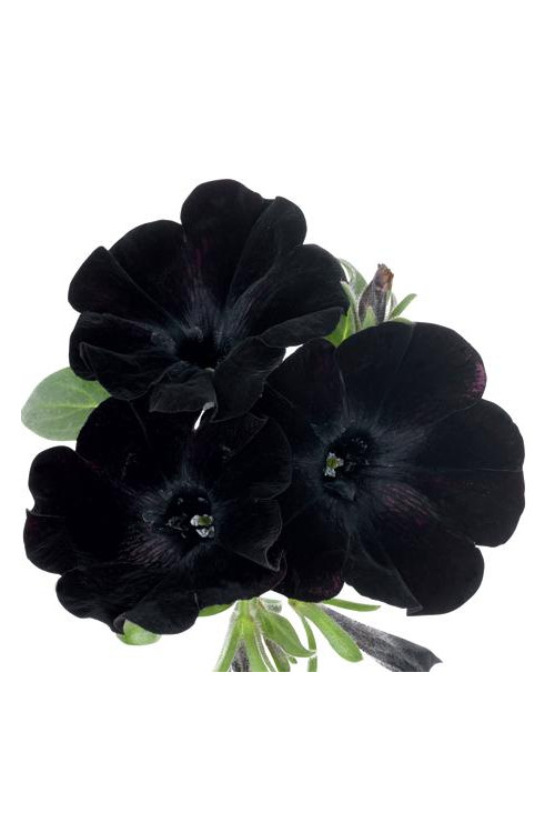 Sweetunia 'Black Mamba' div class'lat' Sweetunia /div