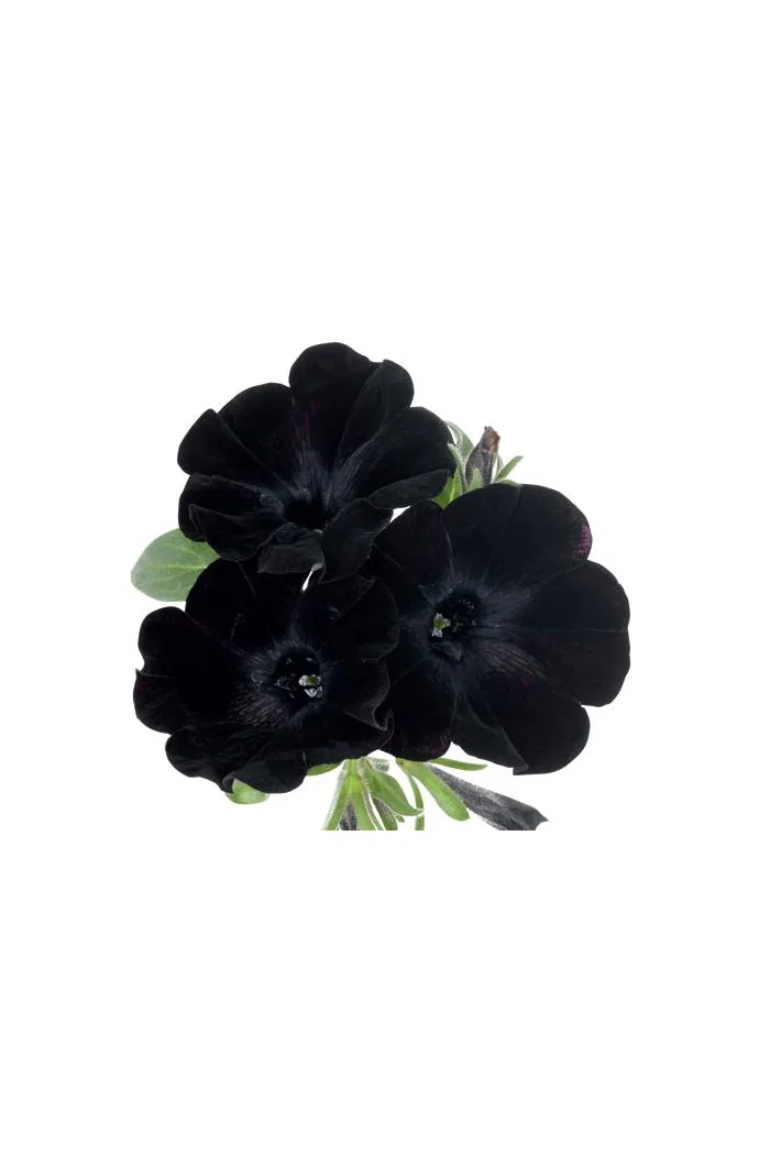 Sweetunia 'Black Mamba' div class'lat' Sweetunia /div