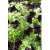Sweetunia 'Black Mamba' div class'lat' Sweetunia /div