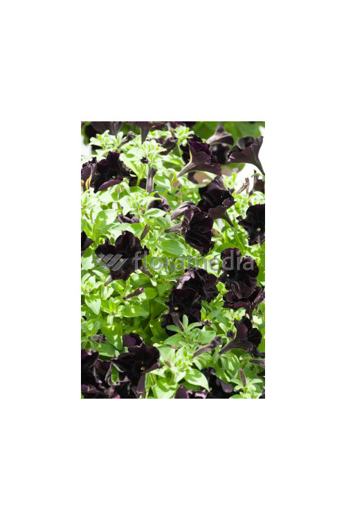 Sweetunia 'Black Mamba' div class'lat' Sweetunia /div