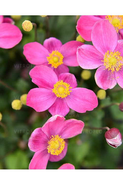 Zawilec japoński 'Little Breeze Kiss' | Anemone japonica