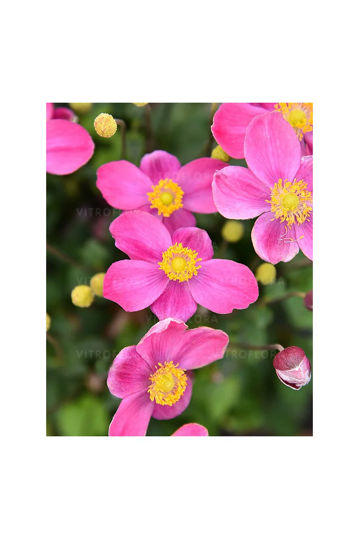 Zawilec japoński 'Little Breeze Kiss' | Anemone japonica