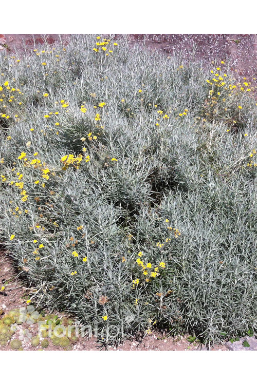 Curry - Helichrysum 'Tall Curry' | Helichrysum angustifolia