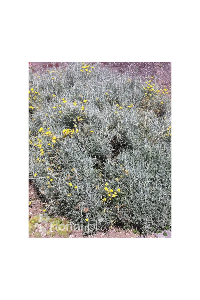 Curry - Helichrysum 'Tall Curry' | Helichrysum angustifolia