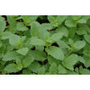 Mięta marokańska | Mentha spcata 'Moroccan'