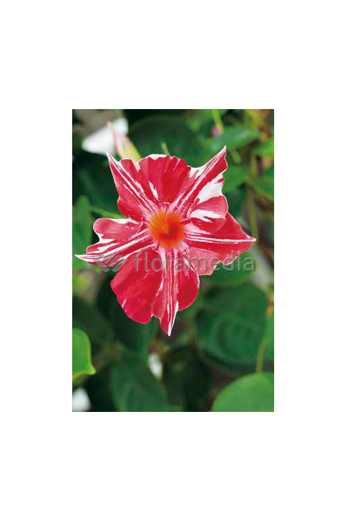 Sundaville 'Red Star' | Sundaville