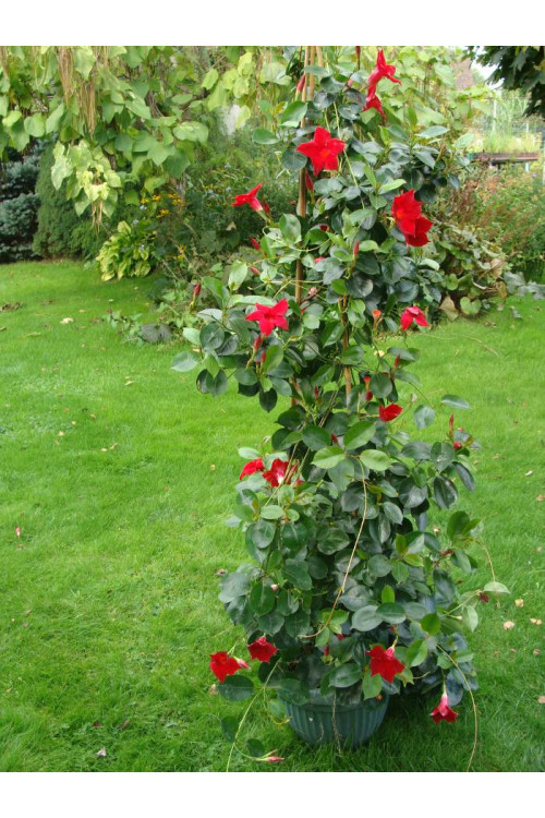 Sundaville 'Red Star' | Sundaville