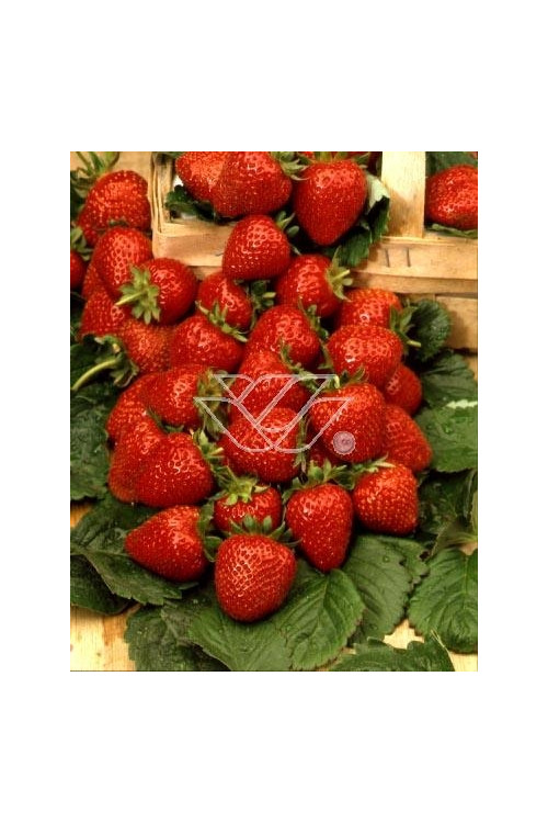 Truskawka pnąca, truskawka zwisająca, truskawka Toscana