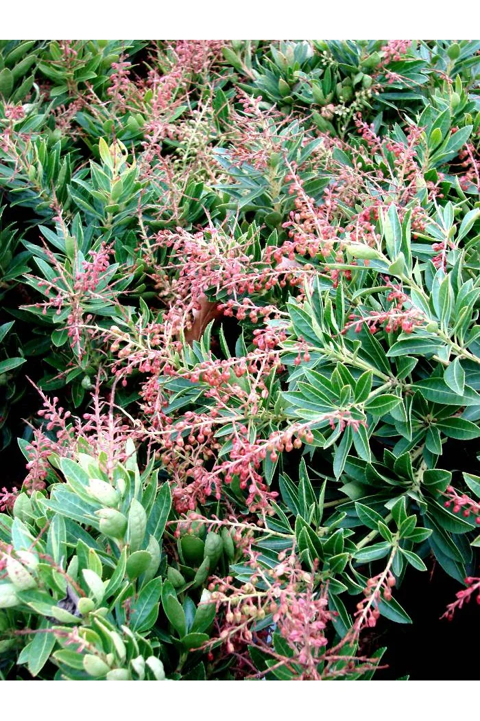 Pieris japoński 'Chaconne' div class'lat' Pieris japonica /div