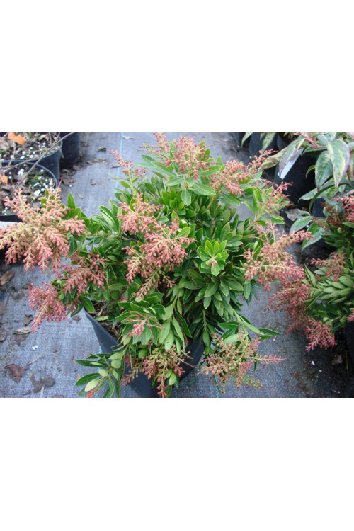 Pieris japoński 'Chaconne' div class'lat' Pieris japonica /div