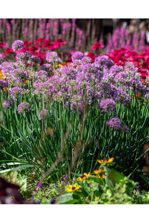 Czosnek 'Serendipity' | Allium