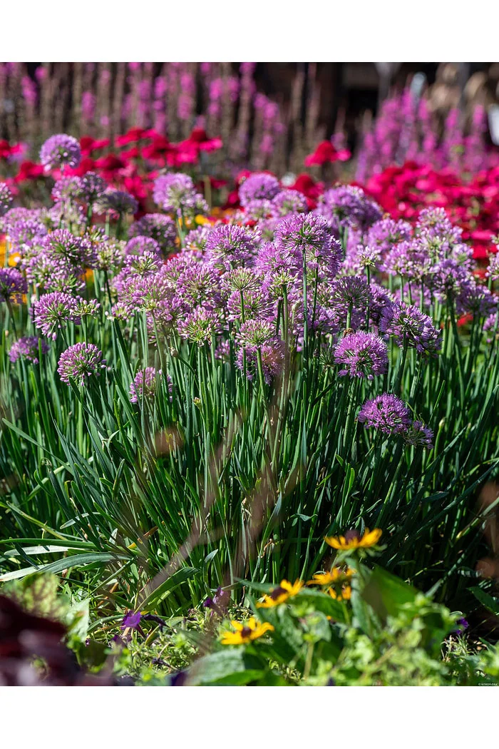 Czosnek 'Serendipity' | Allium