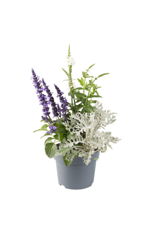 Odętka wirginijska 'Crystal Peak White' | Physostegia virginiana