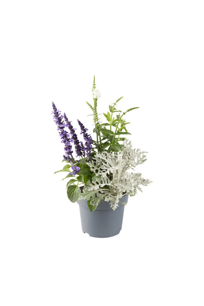 Odętka wirginijska 'Crystal Peak White' | Physostegia virginiana