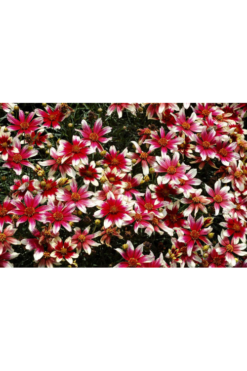 Nachyłek okółkowy 'Sunstar Rose'| Coreopsis verticillata