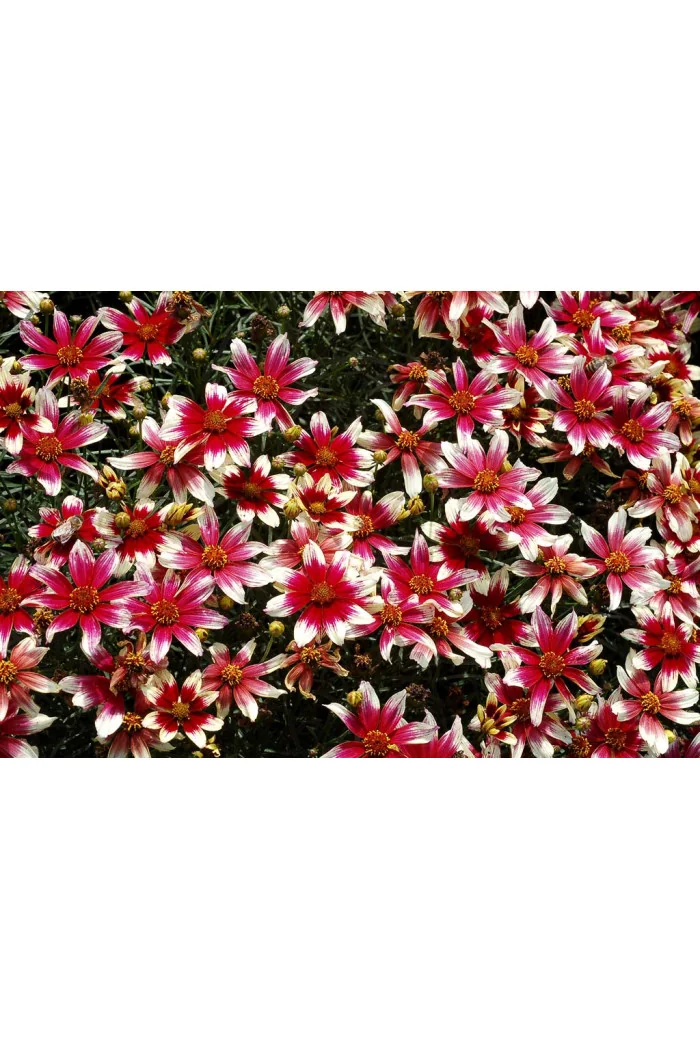 Nachyłek okółkowy 'Sunstar Rose'| Coreopsis verticillata