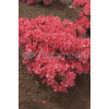 Azalia japońska 'Purpurkissen' Azalea japonica